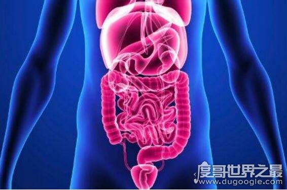 人的肠子有多长?一般在6.5-8.5米之间(附肠道计算公式)