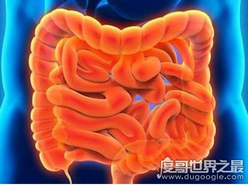 人的肠子有多长?一般在6.5-8.5米之间(附肠道计算公式)