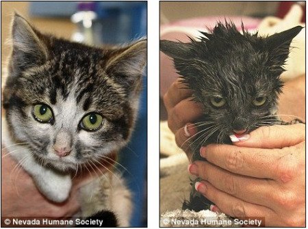 美顽皮小猫被困烟囱 苦苦煎熬三天终获救(图)
