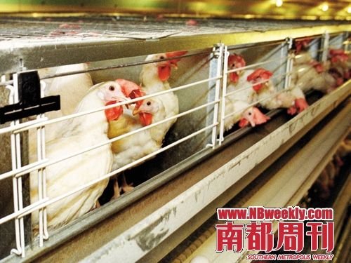 揭秘德国鸡33天速成内幕 打抗生素吃毒饲料