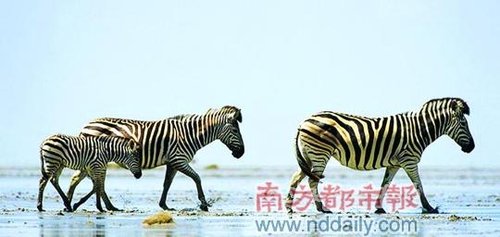 探秘撒哈拉中最关键物种 它们的指纹独一无二