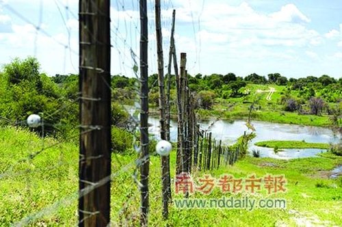 探秘撒哈拉中最关键物种 它们的指纹独一无二
