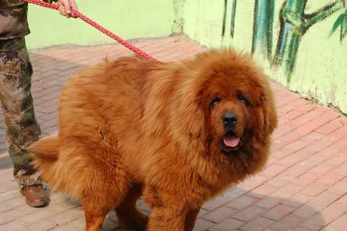 世上最昂贵的狗：青岛藏獒卖1000万高价(图)