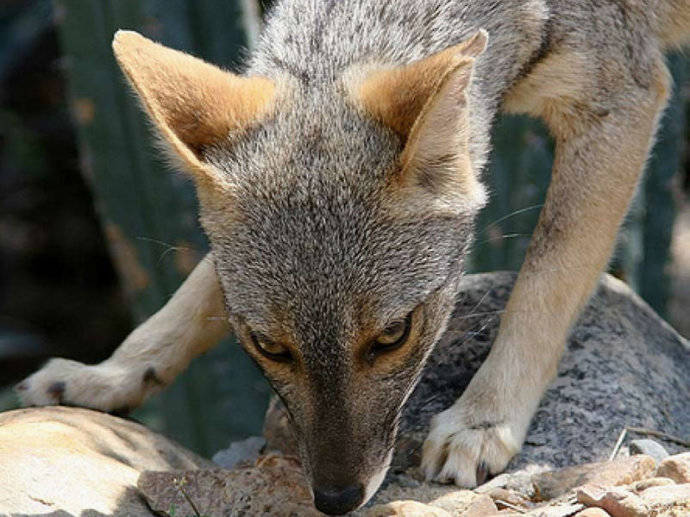犬科：狐亚科伪狐属之高地狐、河狐、秘鲁狐