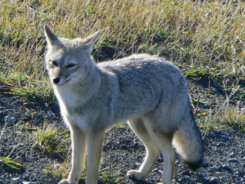 犬科：狐亚科伪狐属之阿根廷狐、山狐、达尔文狐
