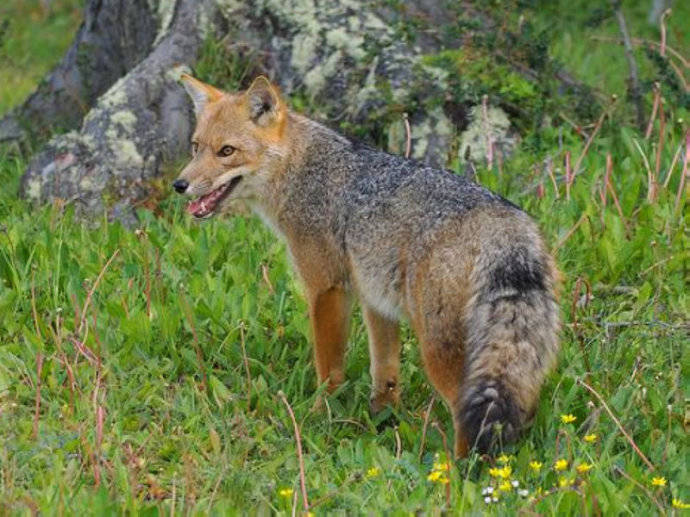 犬科：狐亚科伪狐属之阿根廷狐、山狐、达尔文狐
