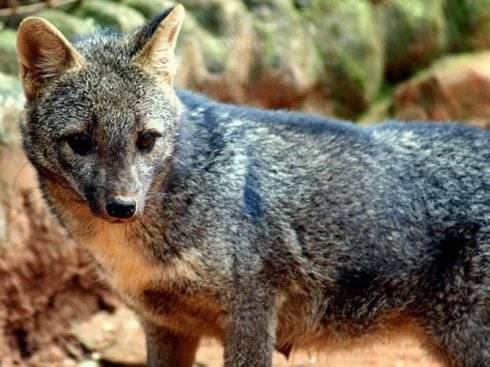 犬科：狐亚科伪狐属之高地狐、河狐、秘鲁狐