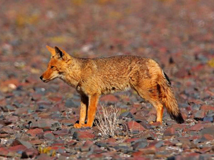 犬科：狐亚科伪狐属之阿根廷狐、山狐、达尔文狐