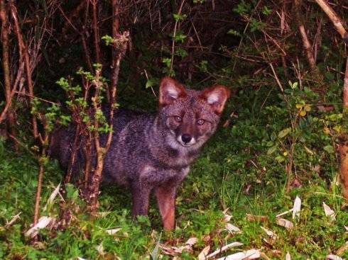 犬科：狐亚科伪狐属之阿根廷狐、山狐、达尔文狐