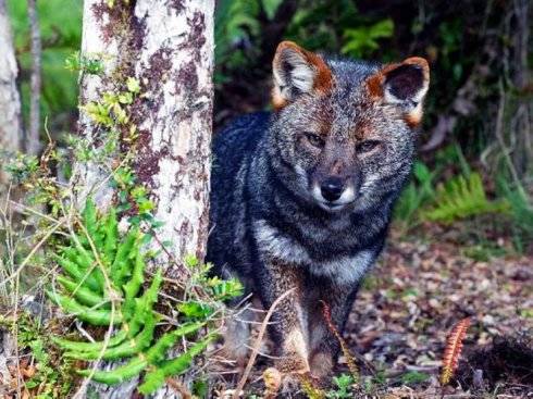 犬科：狐亚科伪狐属之阿根廷狐、山狐、达尔文狐