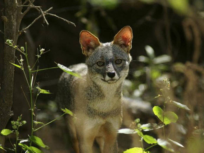 犬科：狐亚科伪狐属之高地狐、河狐、秘鲁狐