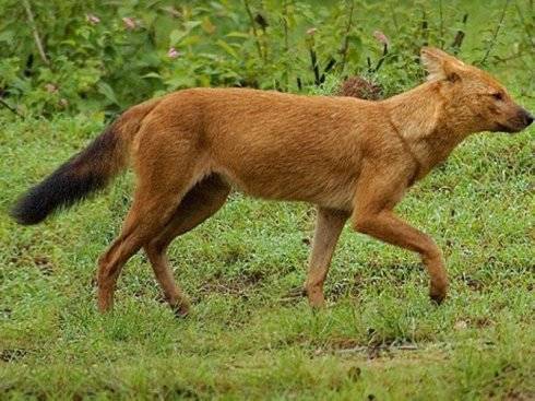 犬科：薮犬亚科豺属之豺