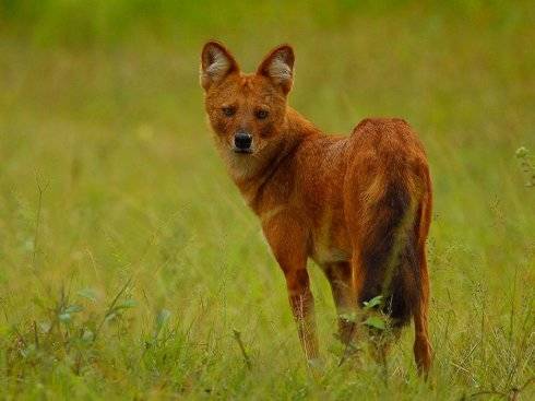 犬科：薮犬亚科豺属之豺