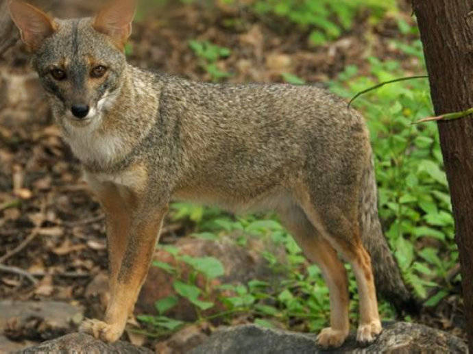 犬科：狐亚科伪狐属之高地狐、河狐、秘鲁狐
