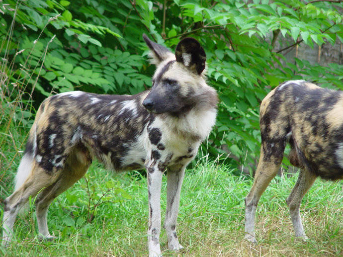 犬科：薮犬亚科非洲野犬属之非洲野犬