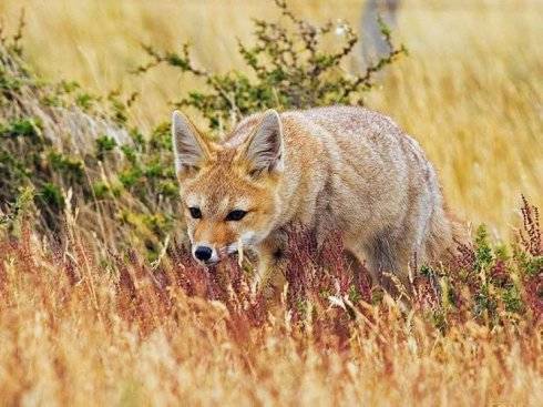 犬科：狐亚科伪狐属之阿根廷狐、山狐、达尔文狐