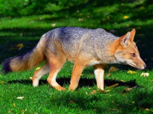 犬科：狐亚科伪狐属之阿根廷狐、山狐、达尔文狐