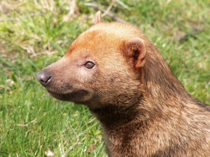 犬科：薮犬亚科薮犬属之薮犬