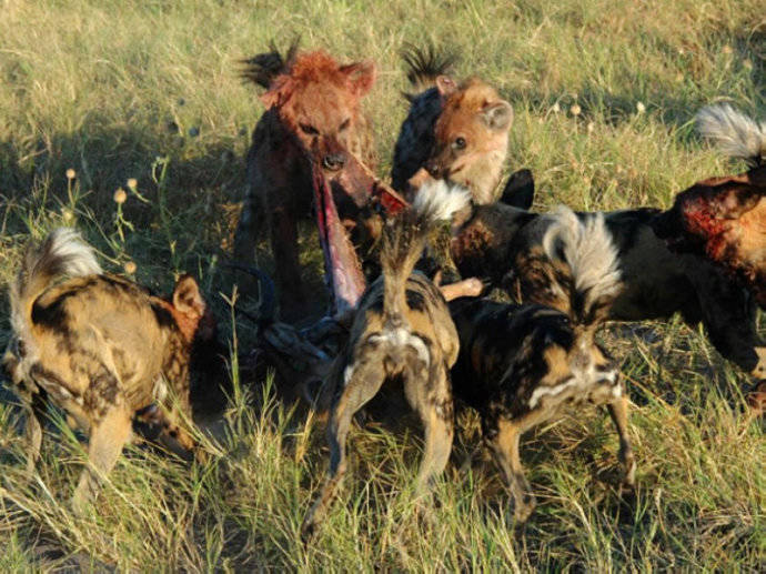 犬科：薮犬亚科非洲野犬属之非洲野犬
