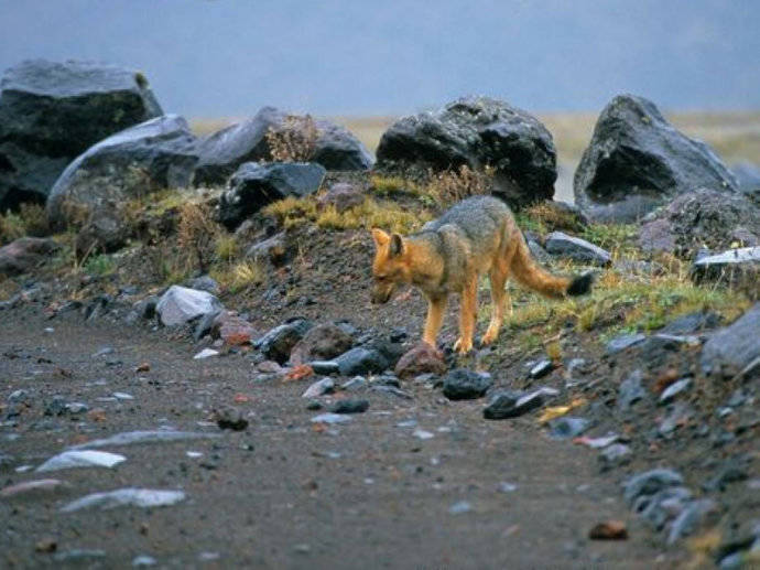 犬科：狐亚科伪狐属之阿根廷狐、山狐、达尔文狐