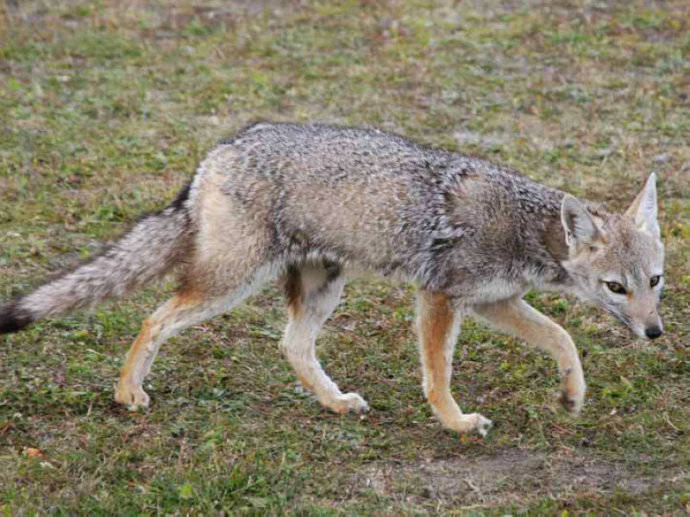 犬科：狐亚科伪狐属之阿根廷狐、山狐、达尔文狐