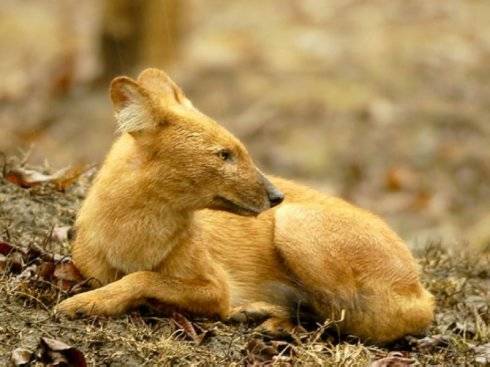 犬科：薮犬亚科豺属之豺