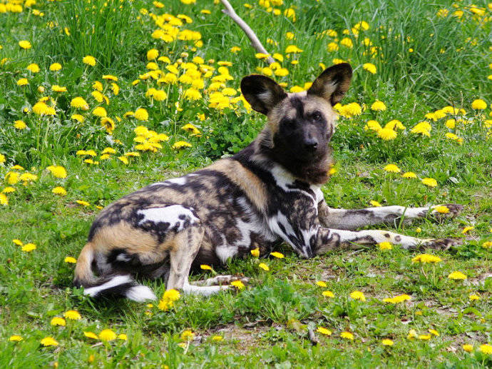 犬科：薮犬亚科非洲野犬属之非洲野犬