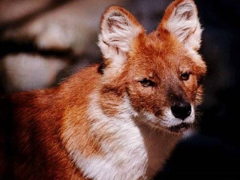 犬科：薮犬亚科豺属之豺