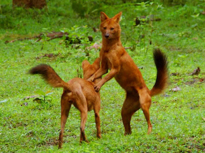 犬科：薮犬亚科豺属之豺