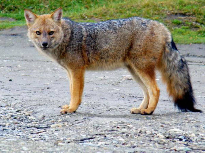 犬科：狐亚科伪狐属之阿根廷狐、山狐、达尔文狐