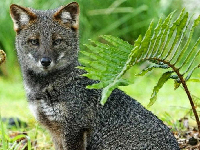 犬科：狐亚科伪狐属之阿根廷狐、山狐、达尔文狐