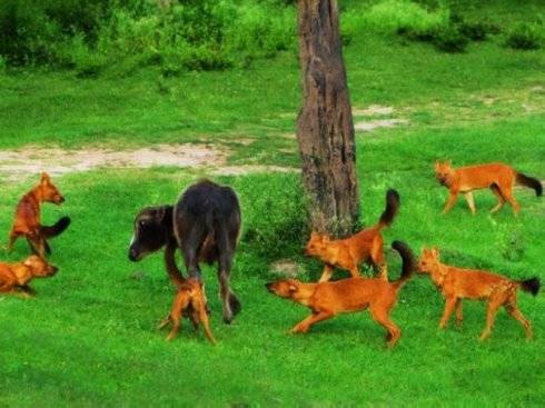 犬科：薮犬亚科豺属之豺