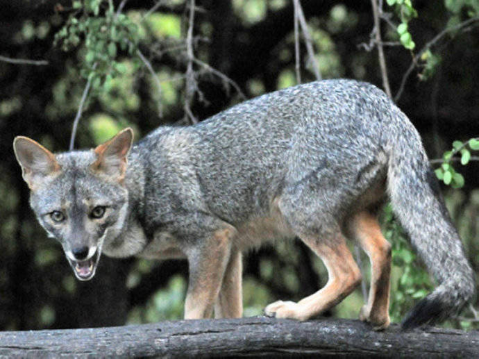 犬科：狐亚科伪狐属之高地狐、河狐、秘鲁狐