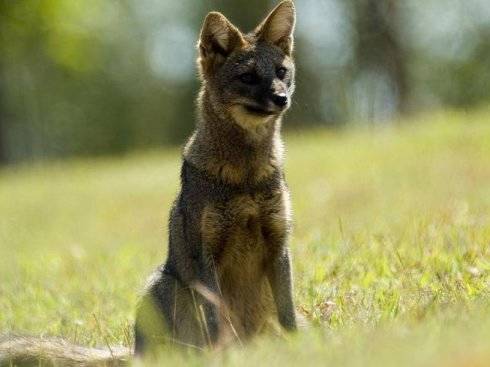 犬科：狐亚科伪狐属之高地狐、河狐、秘鲁狐