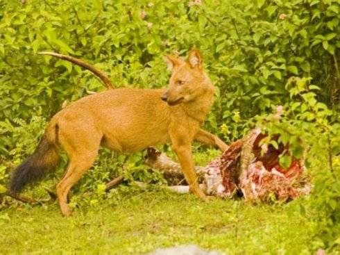 犬科：薮犬亚科豺属之豺