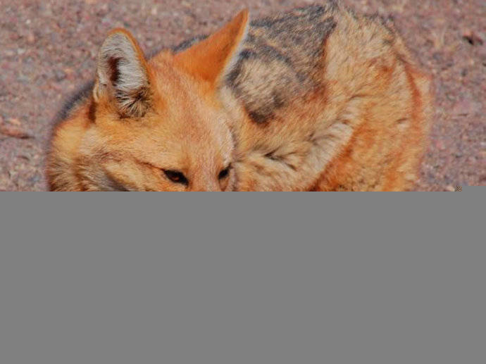 犬科：狐亚科伪狐属之阿根廷狐、山狐、达尔文狐