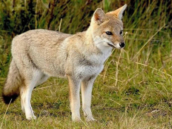 犬科：狐亚科伪狐属之高地狐、河狐、秘鲁狐