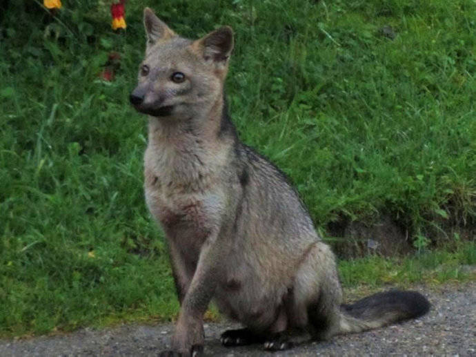 犬科：狐亚科食蟹狐属之食蟹狐