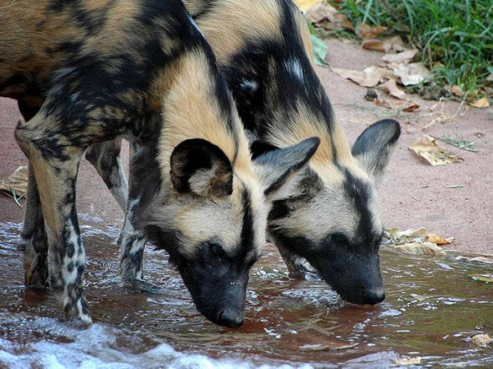 犬科：薮犬亚科非洲野犬属之非洲野犬