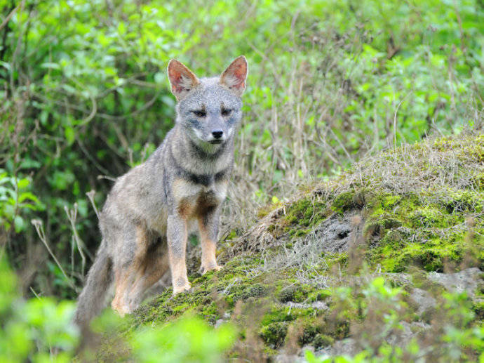 犬科：狐亚科伪狐属之高地狐、河狐、秘鲁狐