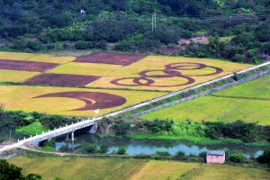 “麦田怪圈”惊现水稻田