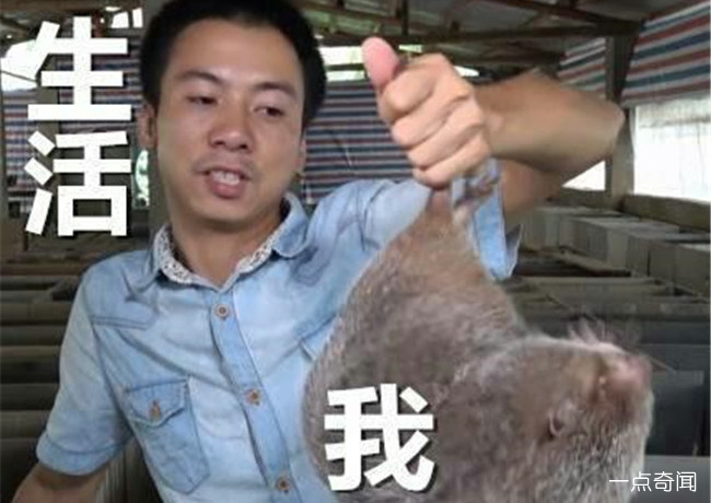  网络卖竹鼠什么意思