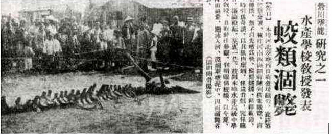 关于龙的报道