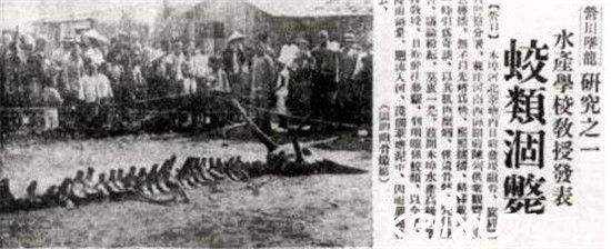 坠龙之谜