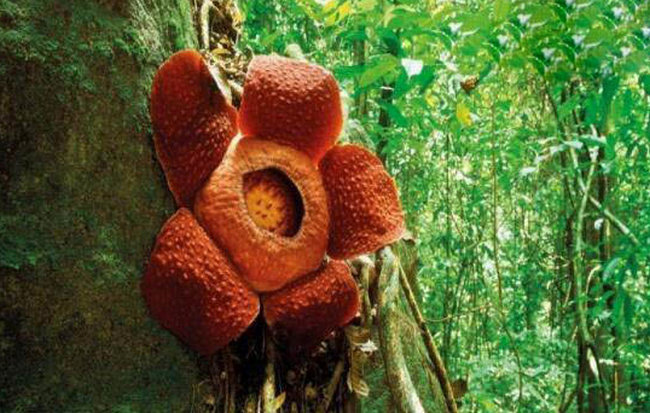 食人花