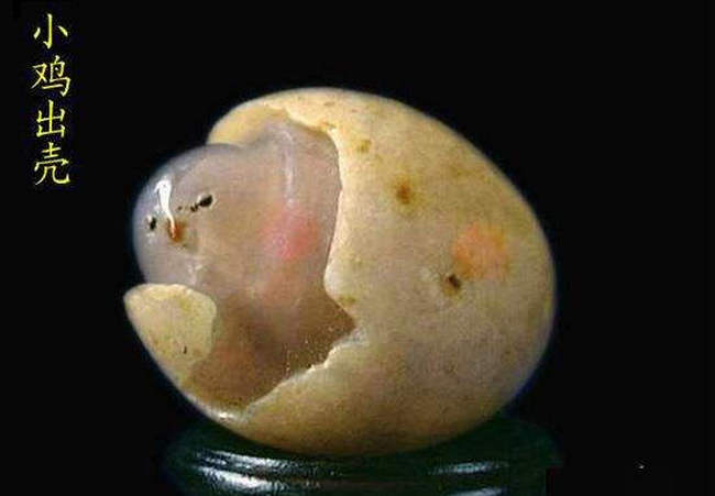 小鸡出壳