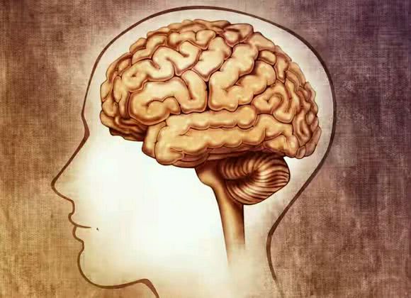 人类大脑最大的作用，就是让人活着？看答案就在这里