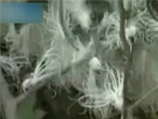 斯里兰卡发现不明生物 疑似微型外星生命